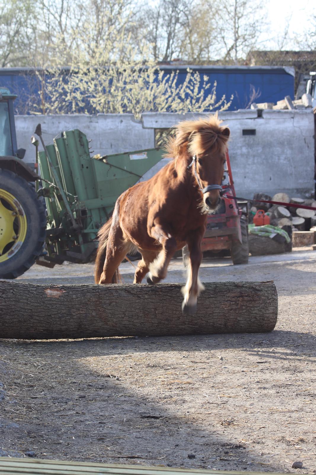 Islænder Sunna fra Ólafsvöllum billede 27