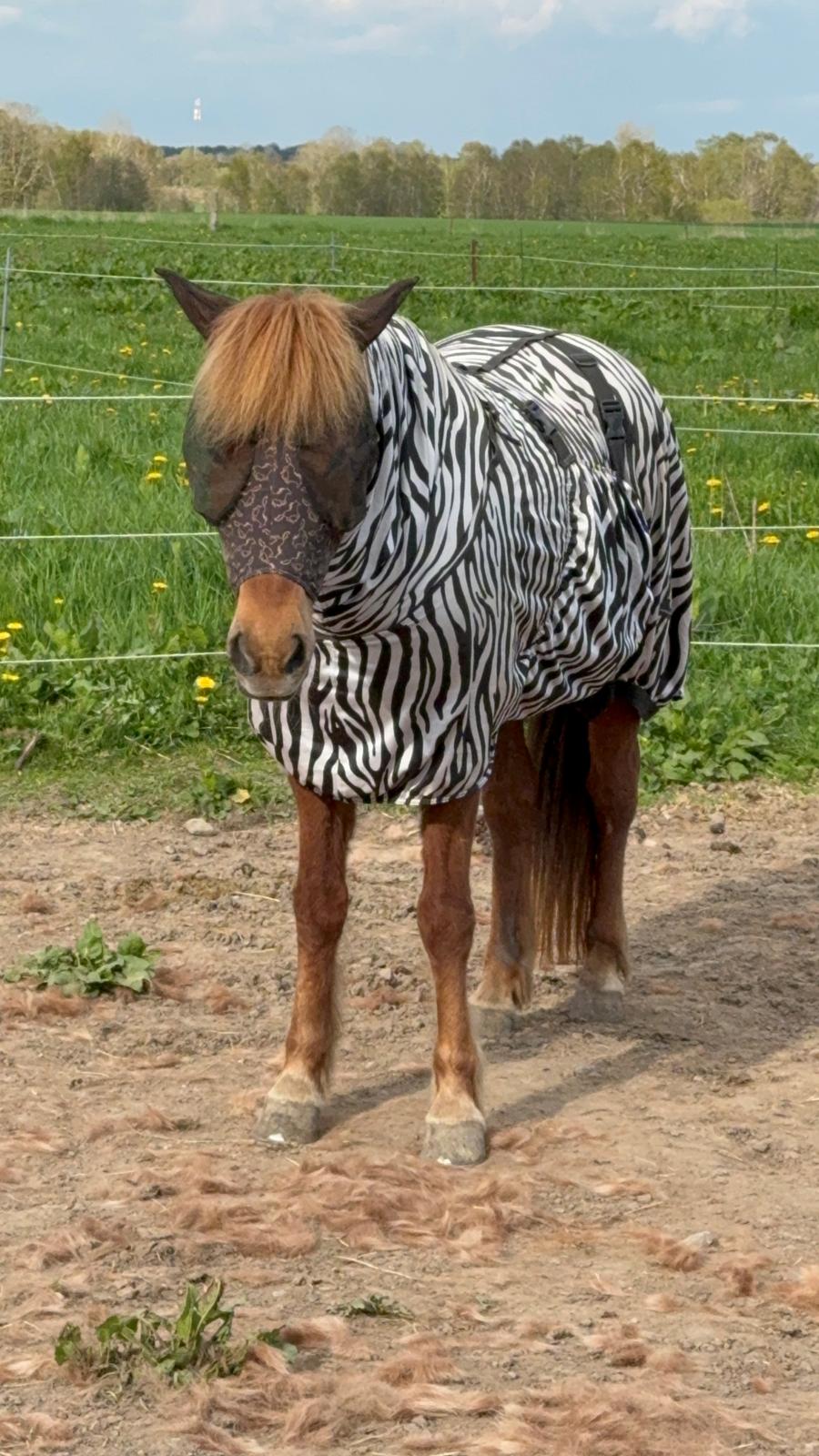 Islænder Sunna fra Ólafsvöllum billede 29