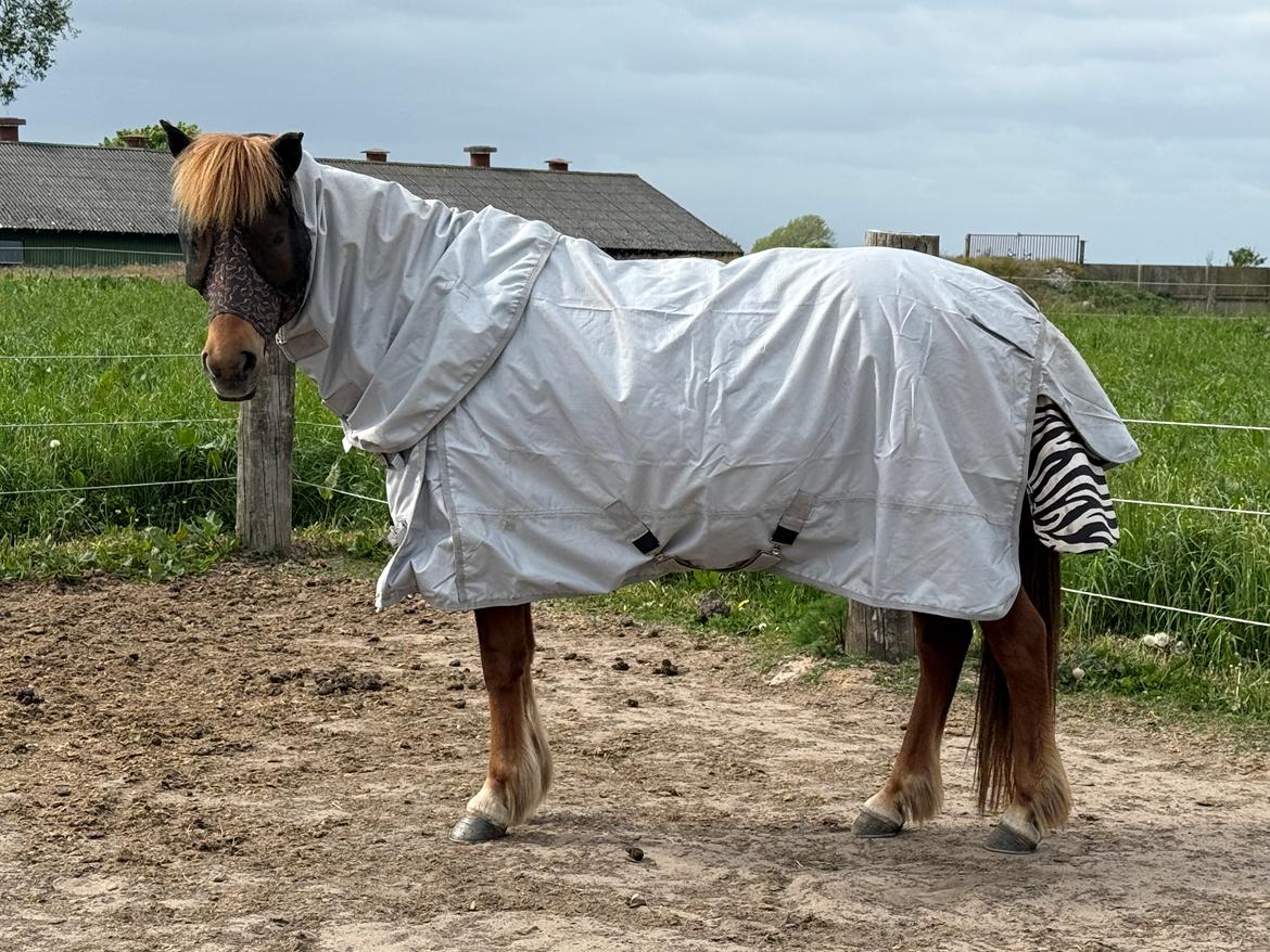 Islænder Sunna fra Ólafsvöllum billede 30