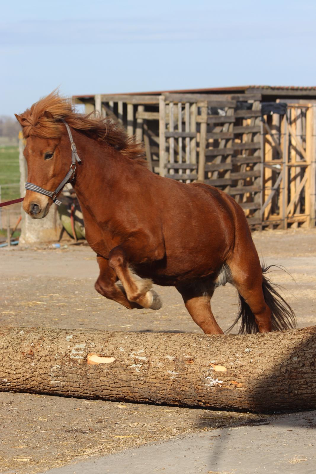 Islænder Sunna fra Ólafsvöllum billede 28