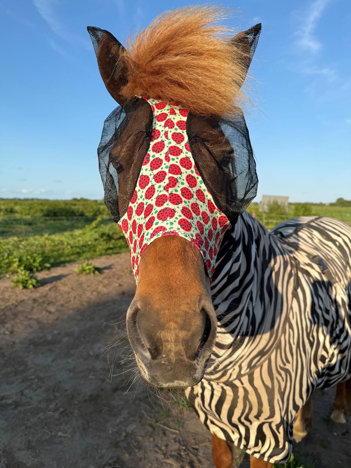 Islænder Sunna fra Ólafsvöllum billede 31