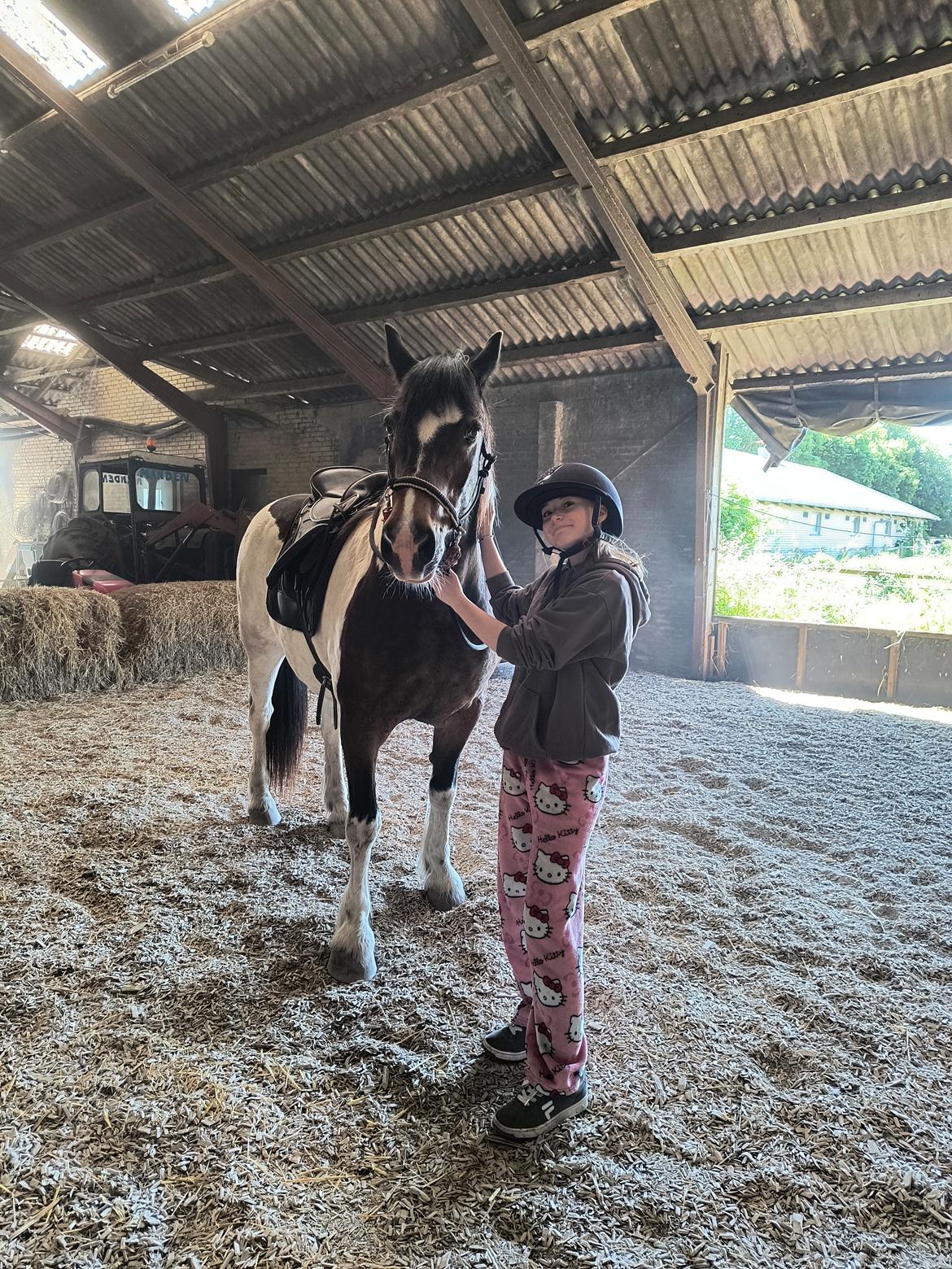 Pinto Millot billede 5