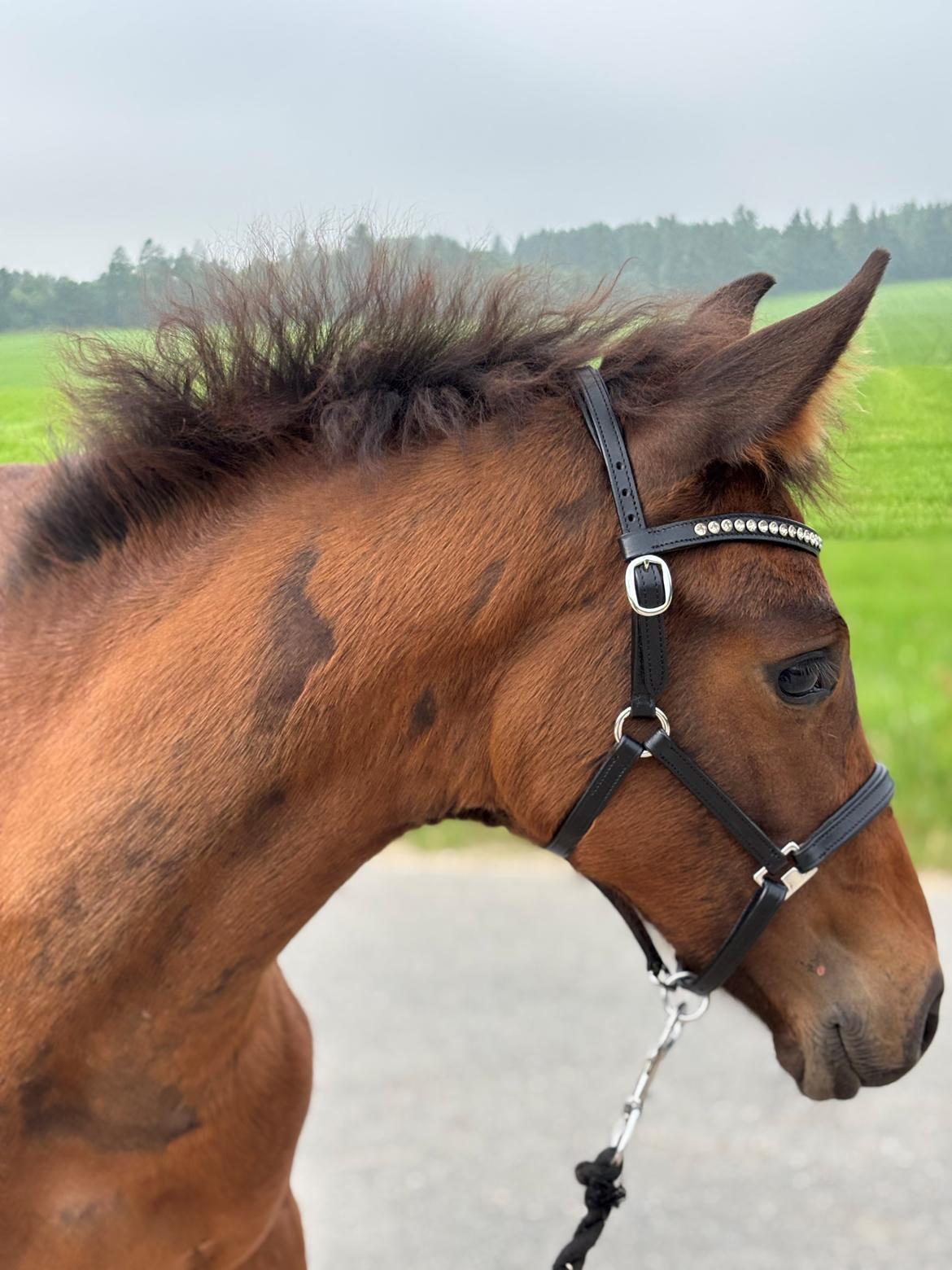 Dansk Varmblod Sølvgårdens Valera - 19. juli 2025 billede 3