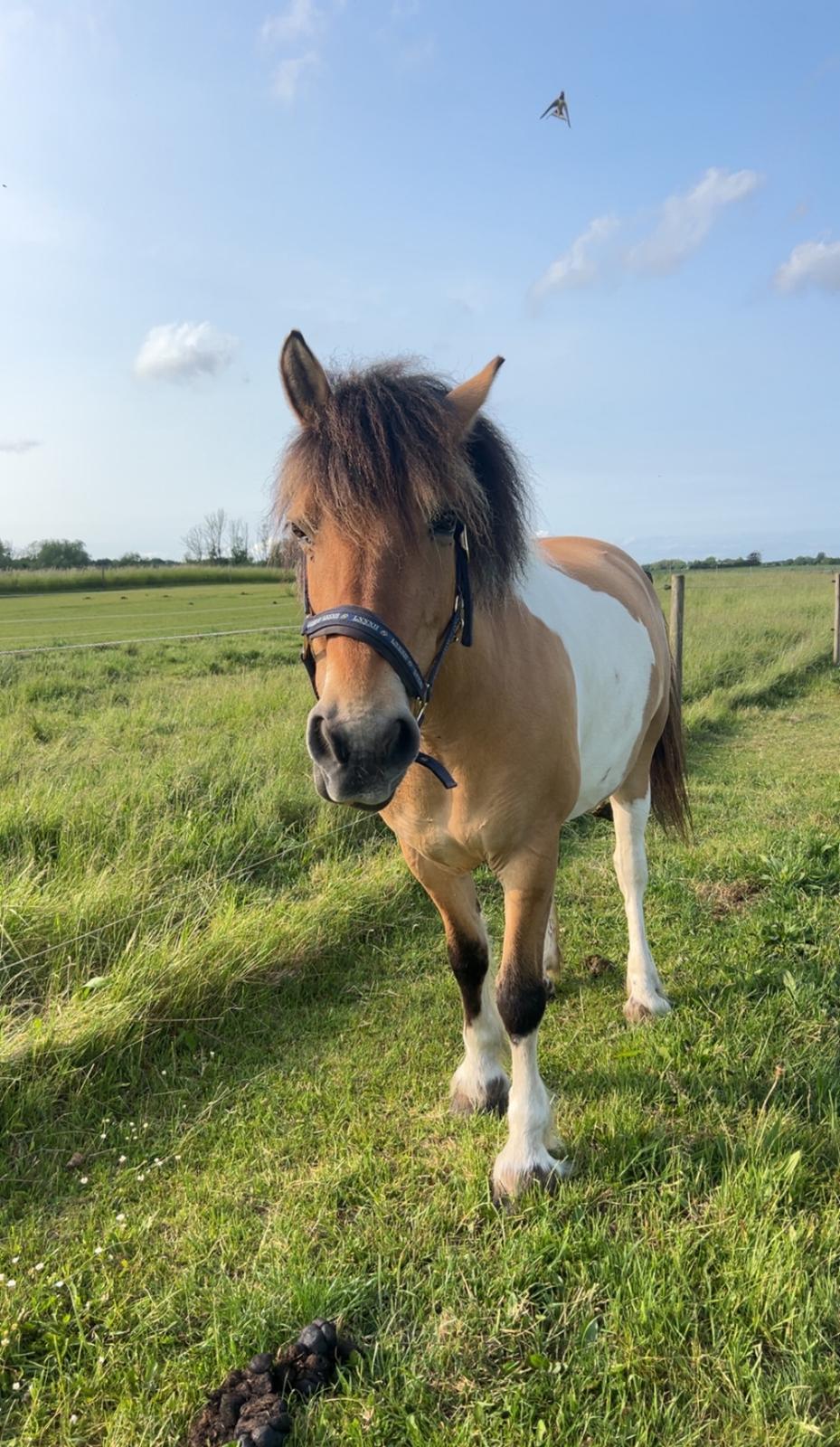 Anden særlig race Chi-Chi Lunde O’hara billede 2