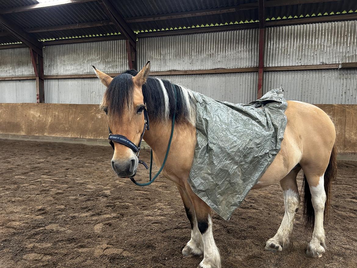 Anden særlig race Chi-Chi Lunde O’hara billede 3