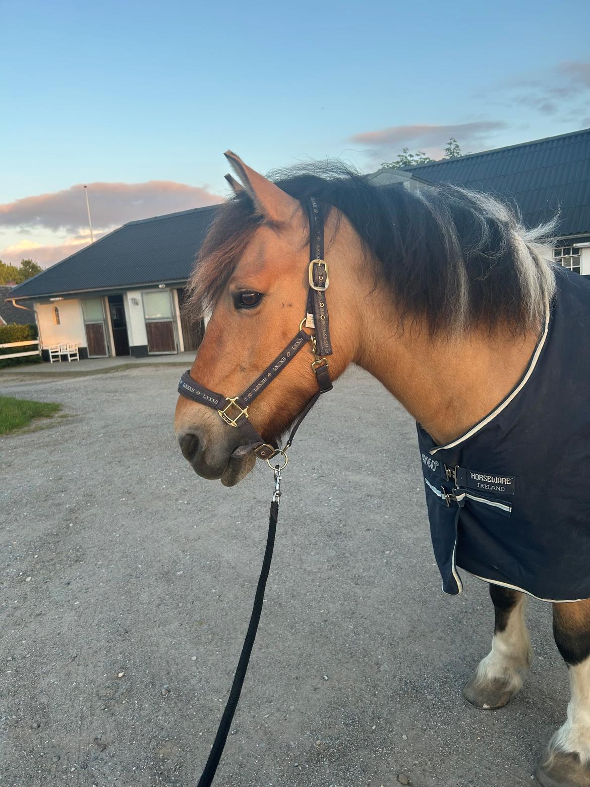 Anden særlig race Chi-Chi Lunde O’hara billede 4