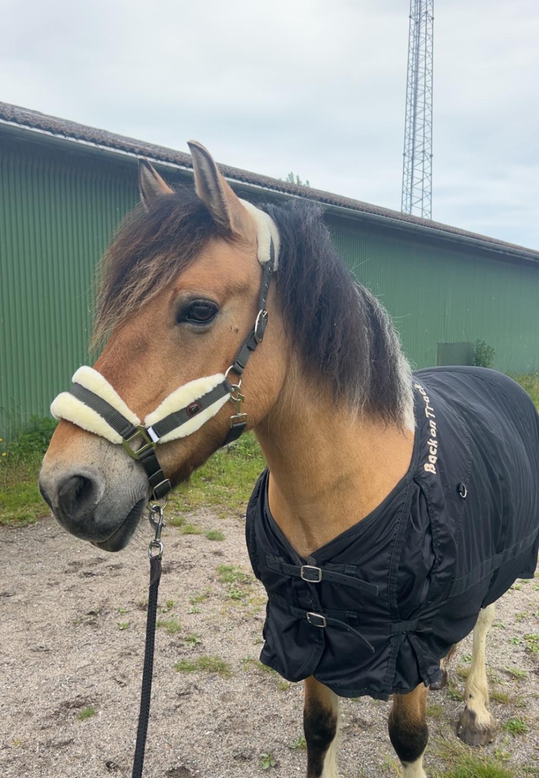 Anden særlig race Chi-Chi Lunde O’hara billede 1