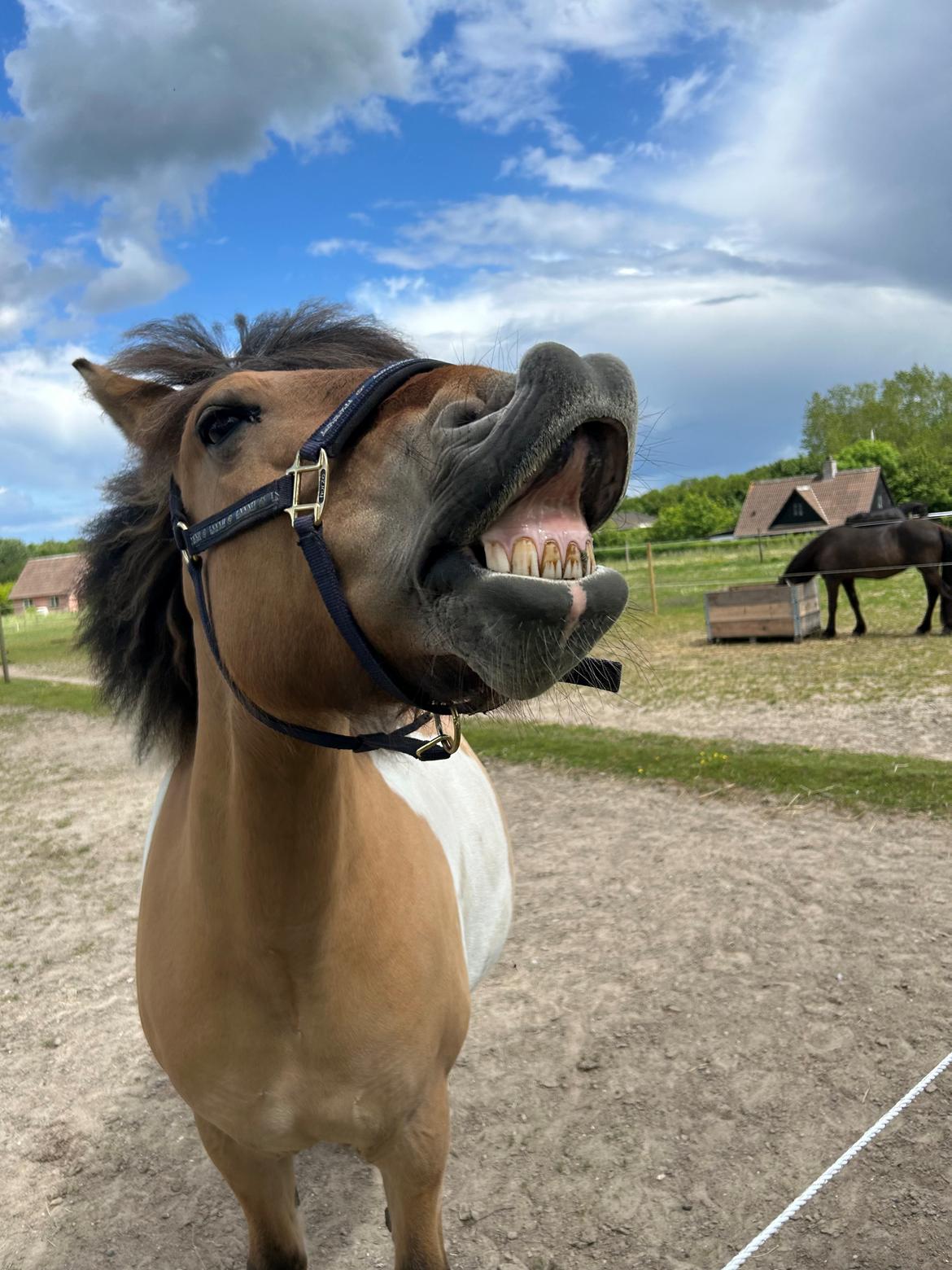 Anden særlig race Chi-Chi Lunde O’hara billede 6