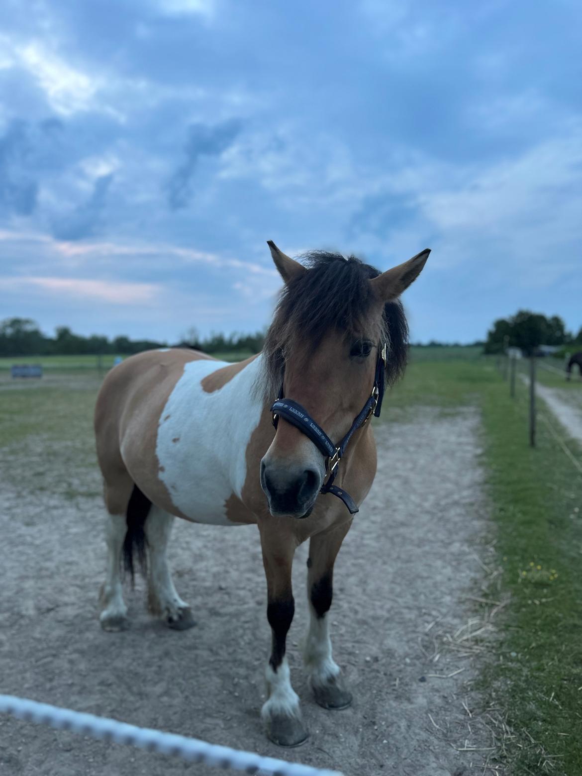 Anden særlig race Chi-Chi Lunde O’hara billede 5