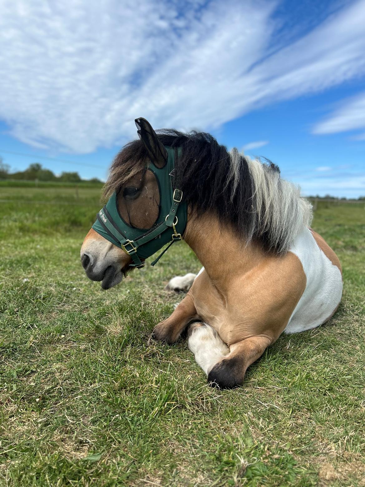 Anden særlig race Chi-Chi Lunde O’hara billede 8