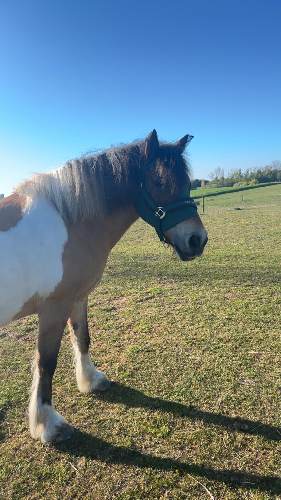 Anden særlig race Chi-Chi Lunde O’hara billede 9