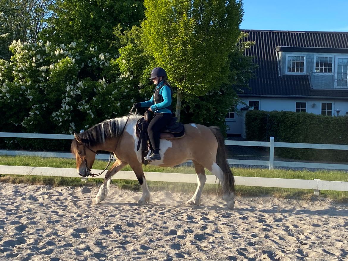 Anden særlig race Chi-Chi Lunde O’hara billede 10