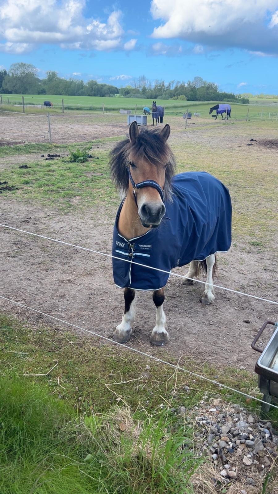 Anden særlig race Chi-Chi Lunde O’hara billede 7