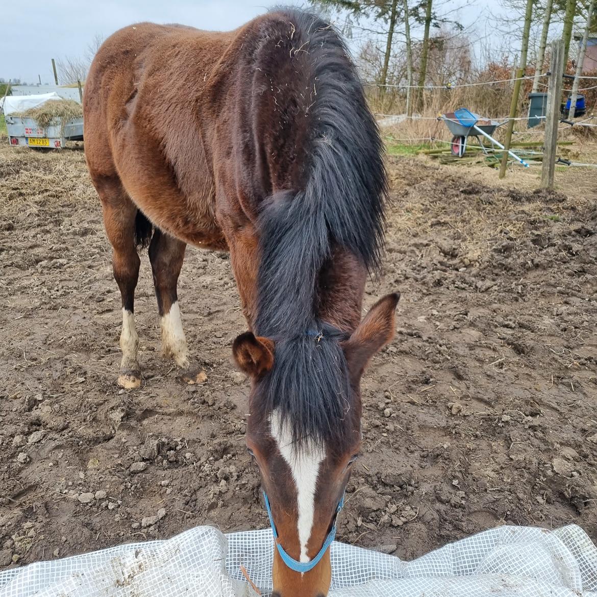 Anden særlig race Orion billede 21