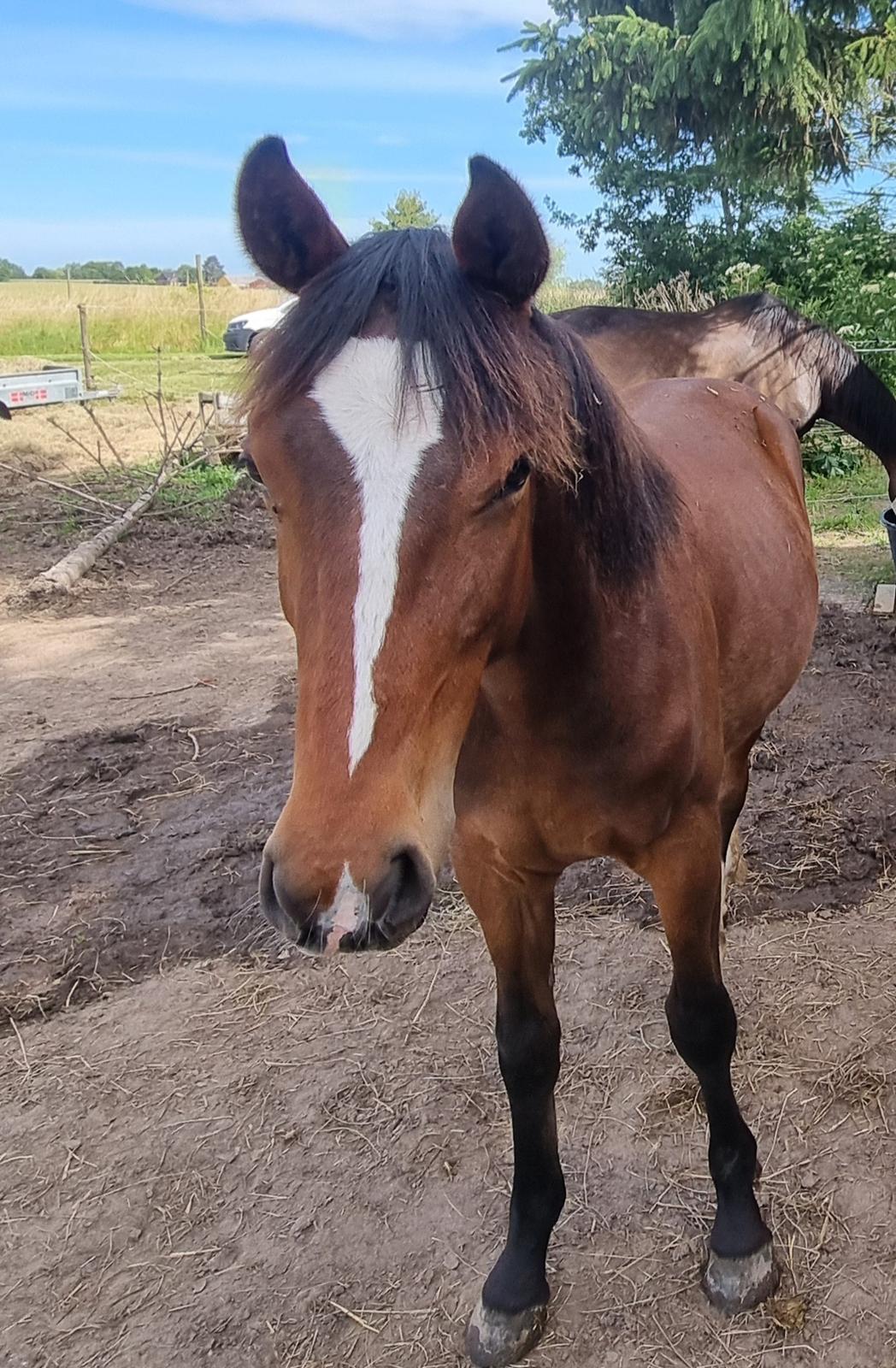 Anden særlig race Orion billede 22