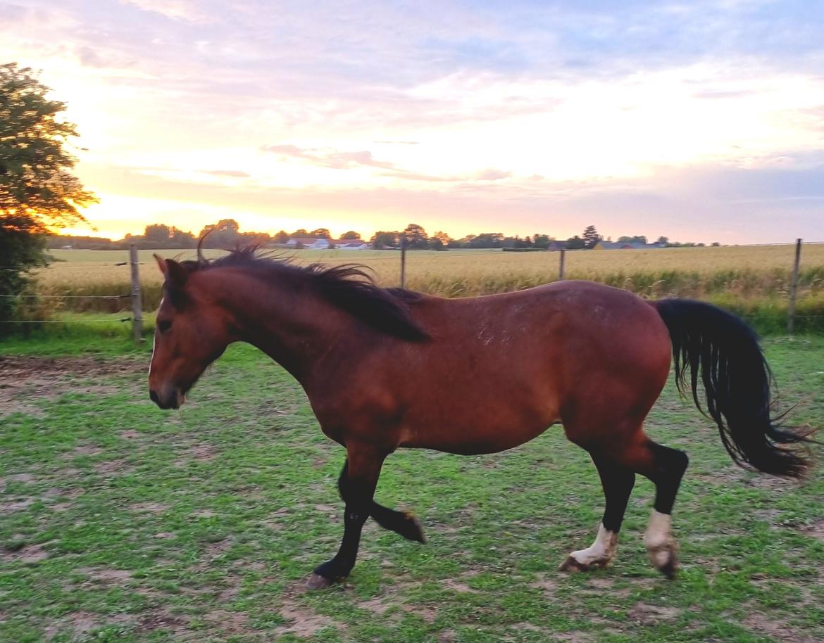 Anden særlig race Orion billede 23