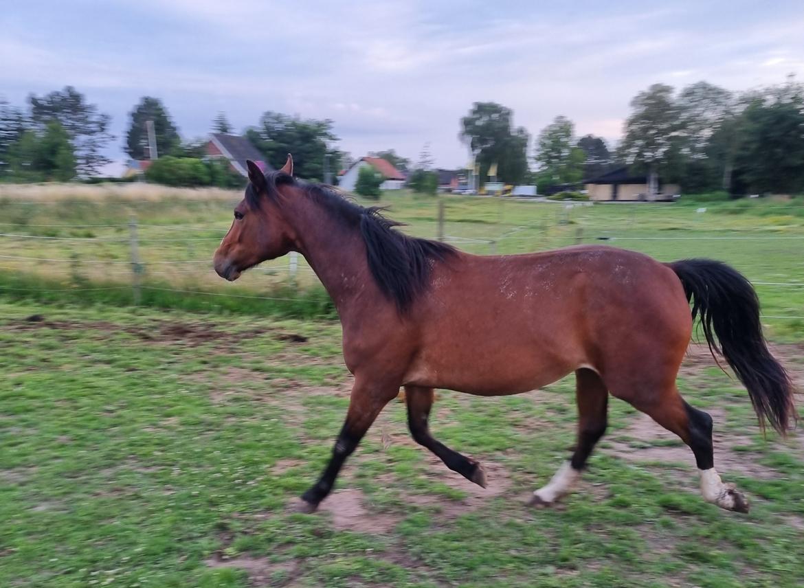 Anden særlig race Orion billede 24