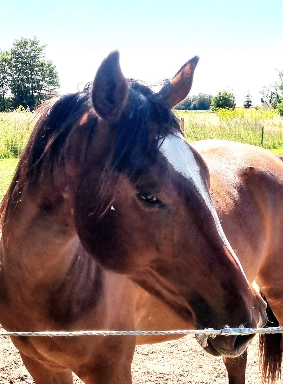 Anden særlig race Orion billede 26