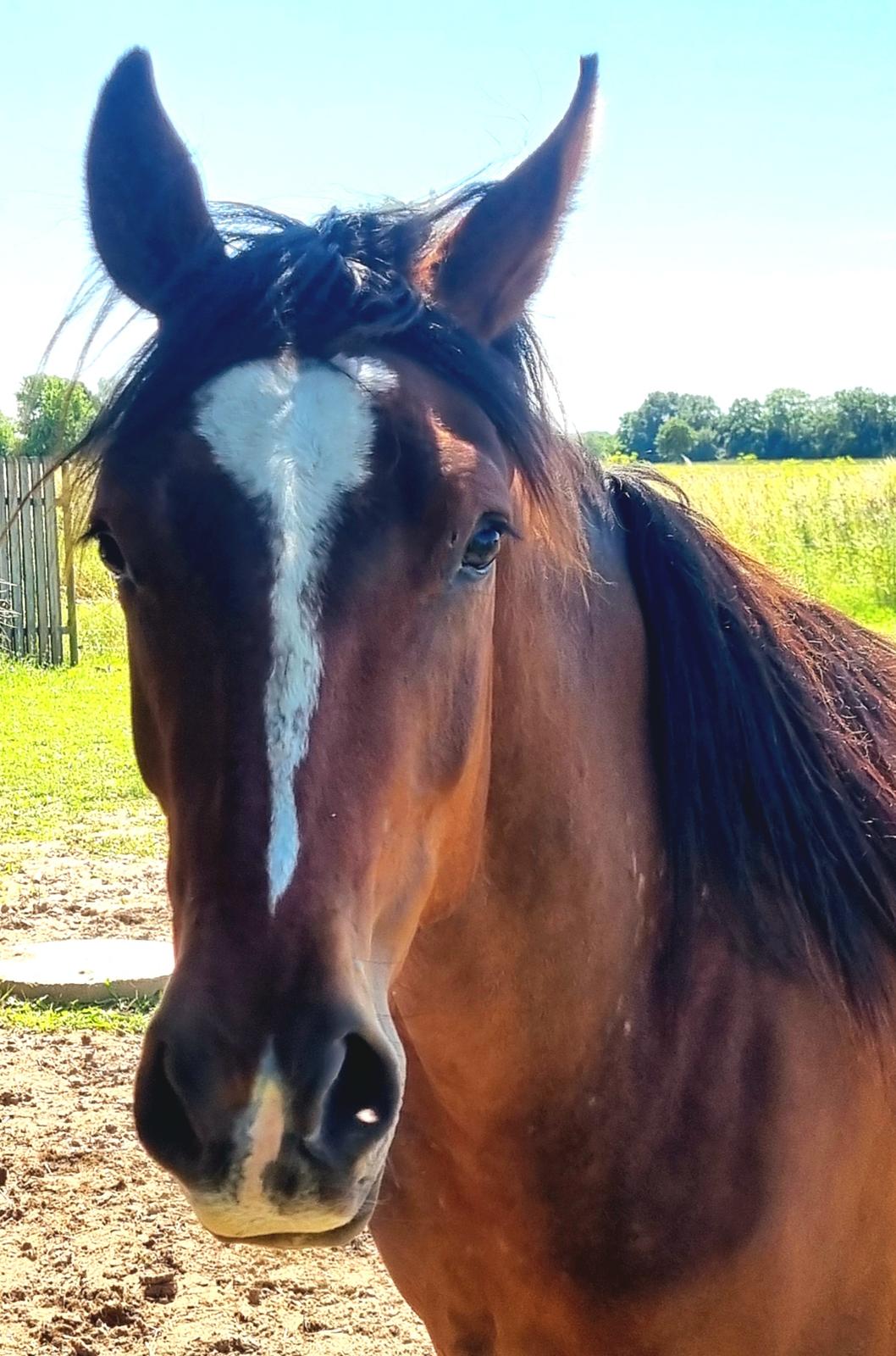 Anden særlig race Orion billede 25