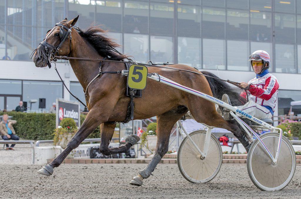 Traver Babymoney (Tidligere lånehest, himmelhest) billede 13