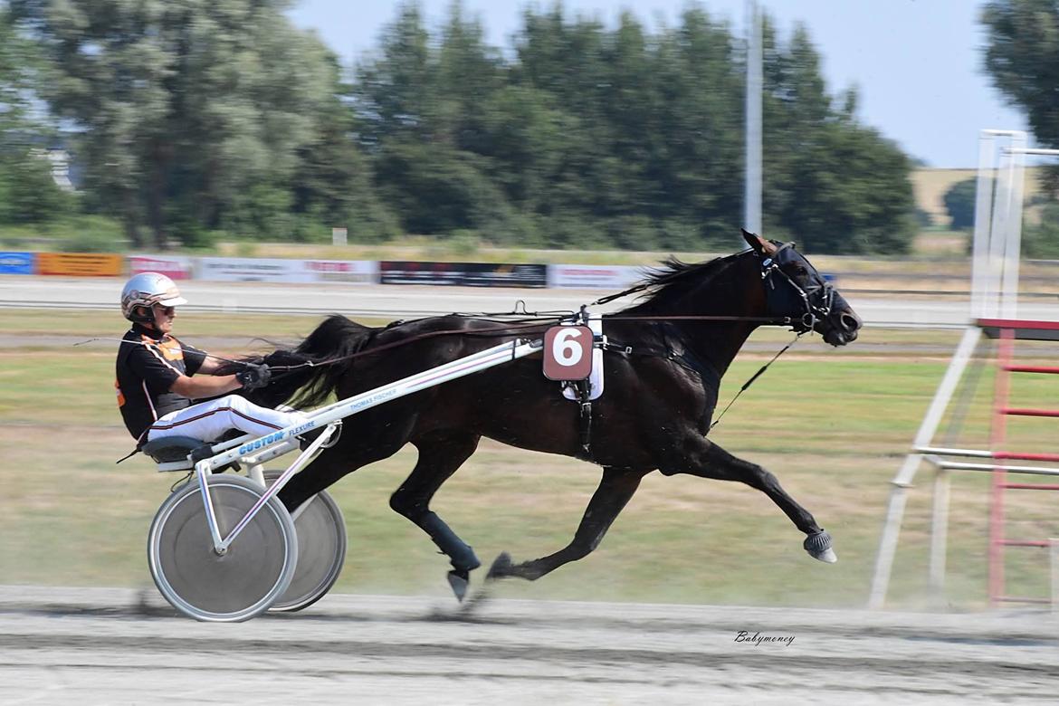 Traver Babymoney (Tidligere lånehest, himmelhest) billede 12