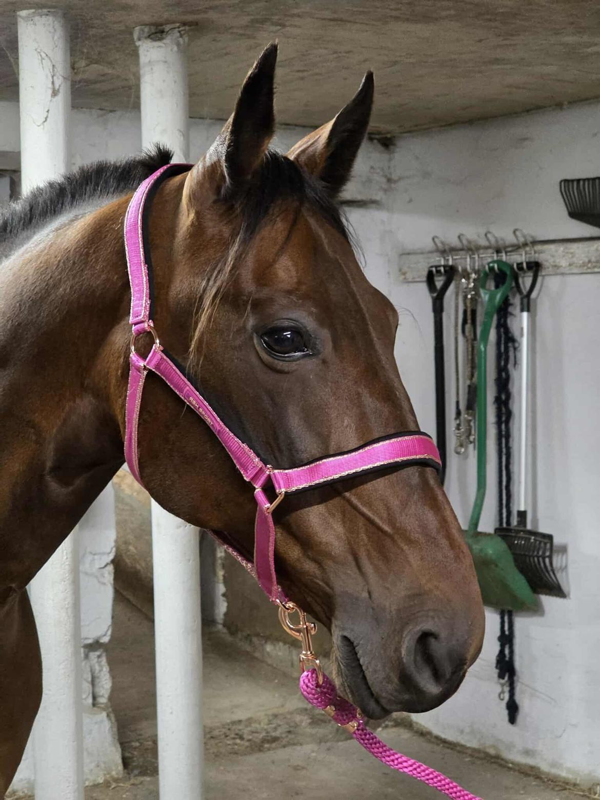 Traver Babymoney (Tidligere lånehest, himmelhest) billede 9