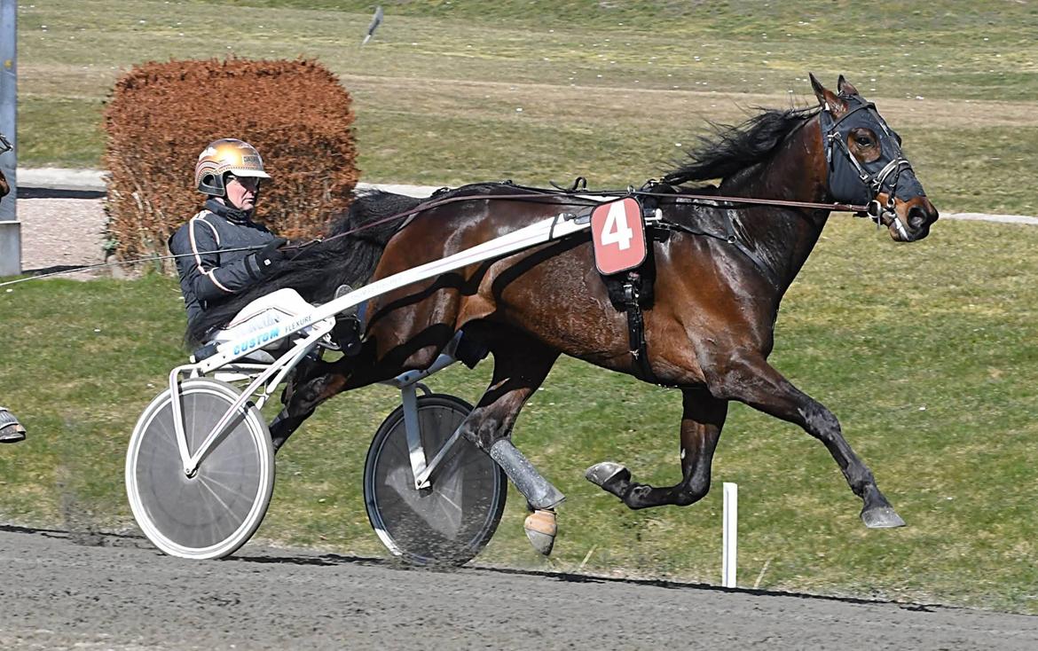 Traver Babymoney (Tidligere lånehest, himmelhest) billede 11