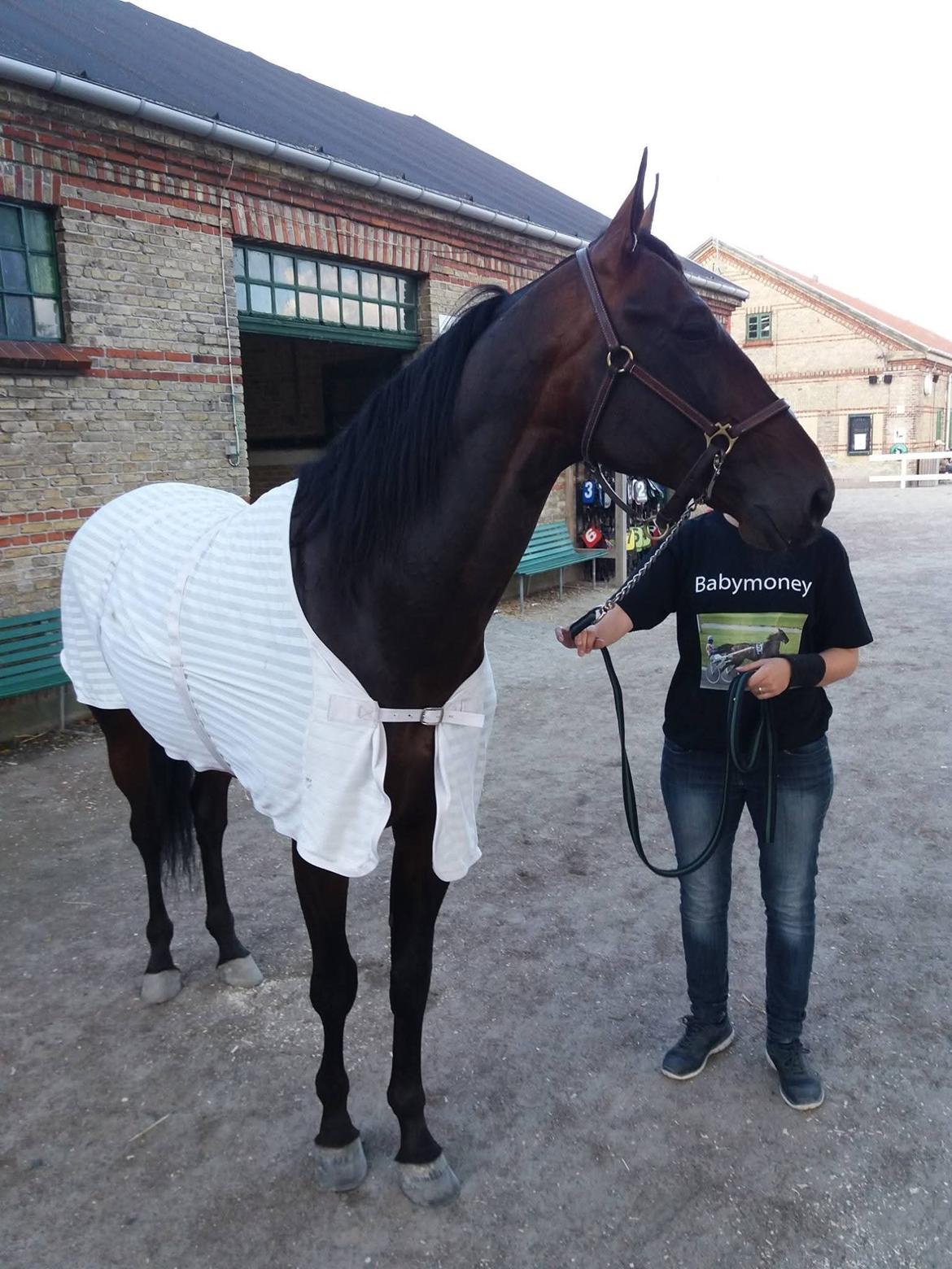 Traver Babymoney (Tidligere lånehest, himmelhest) billede 14