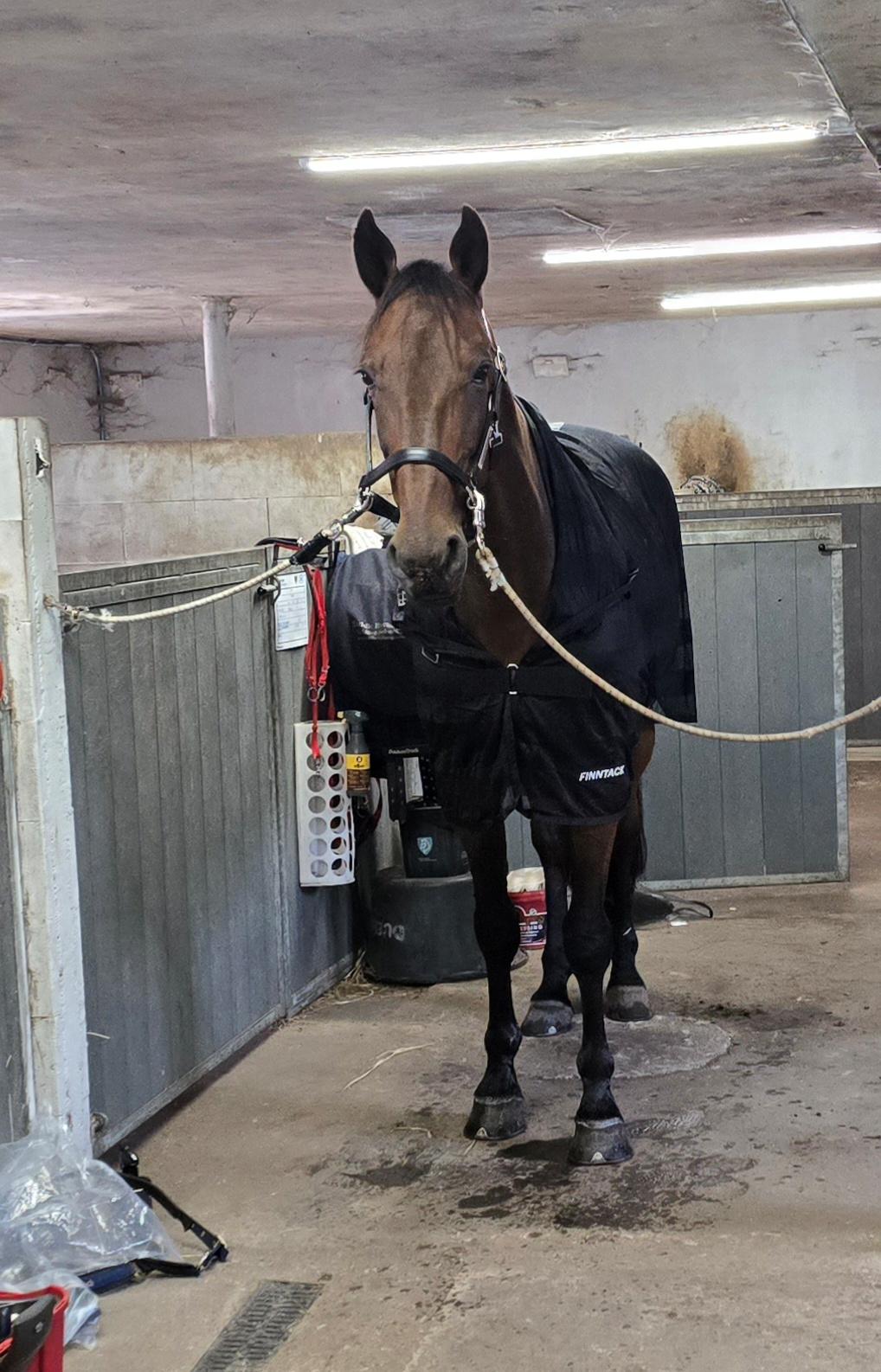 Traver Babymoney (Tidligere lånehest, himmelhest) billede 4