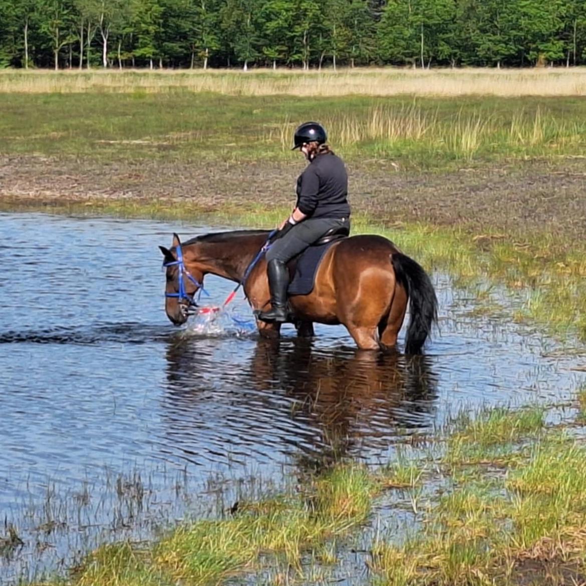 Traver Babymoney (Tidligere lånehest, himmelhest) billede 10