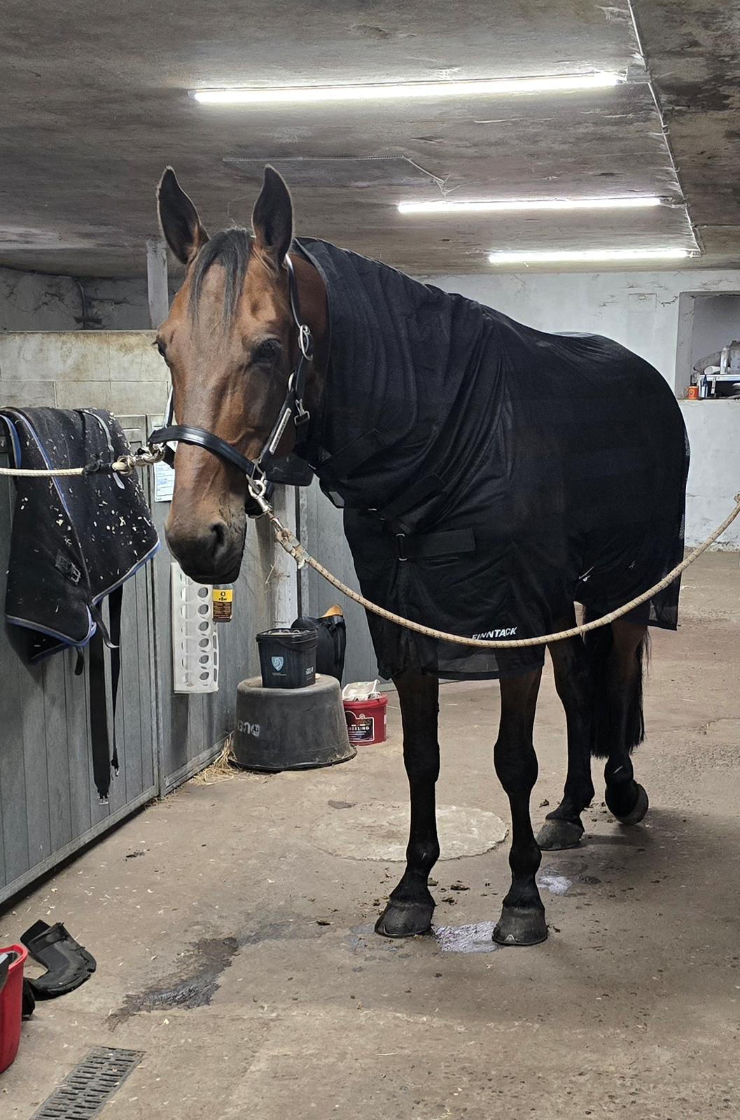 Traver Babymoney (Tidligere lånehest, himmelhest) billede 3