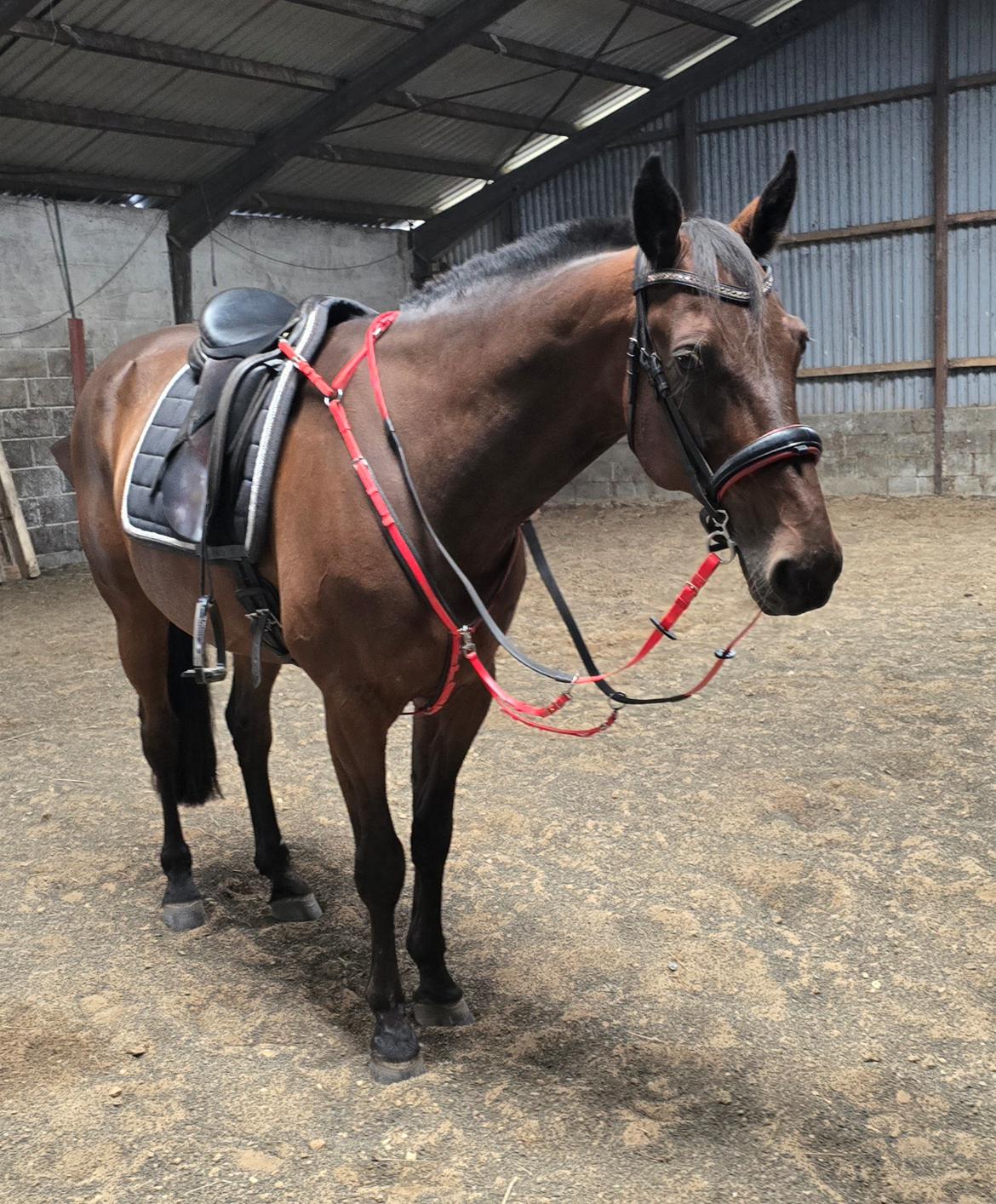 Traver Babymoney (Tidligere lånehest, himmelhest) billede 6