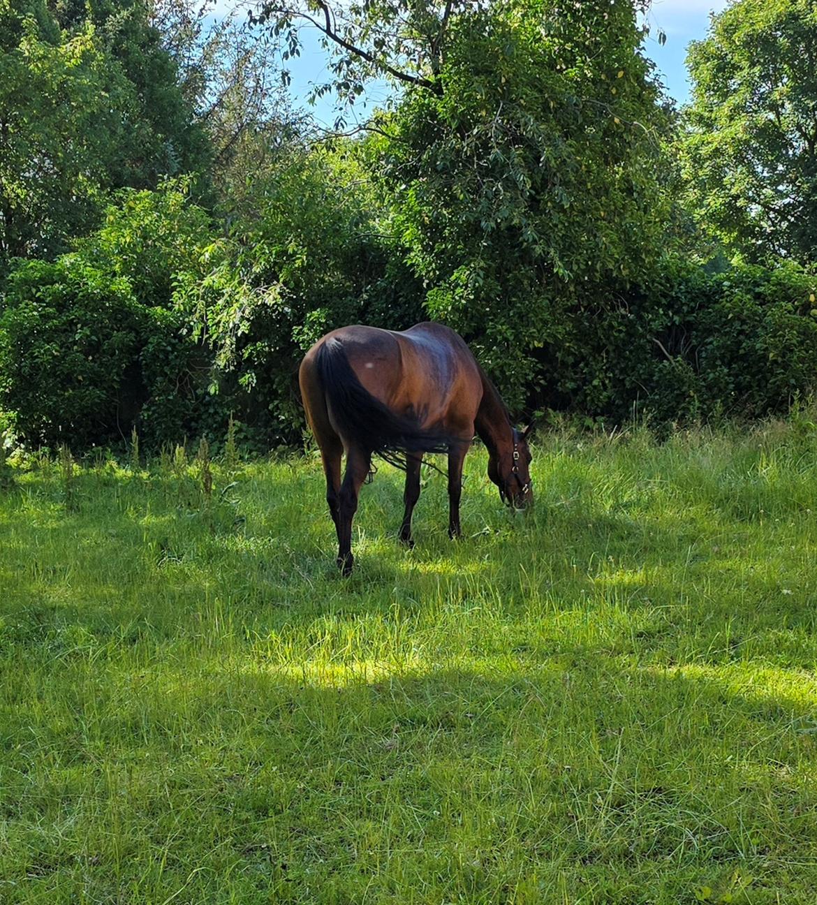 Traver Babymoney (Tidligere lånehest, himmelhest) billede 7