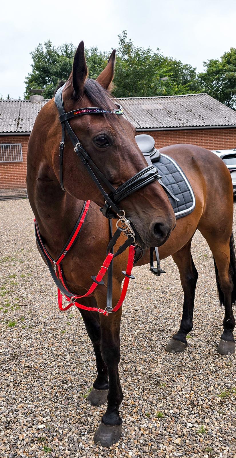 Traver Babymoney (Tidligere lånehest, himmelhest) billede 8