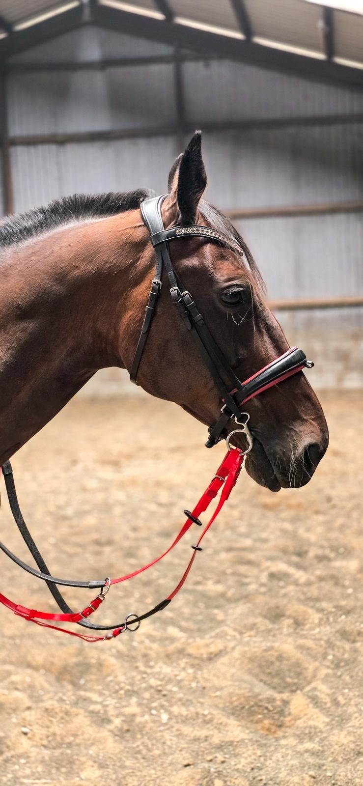 Traver Babymoney (Tidligere lånehest, himmelhest) billede 5