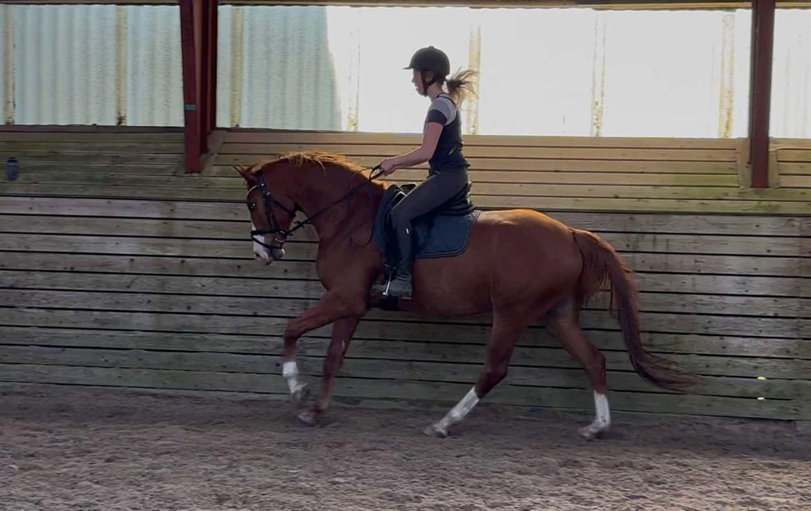 DSP Nørlunds Contino billede 1