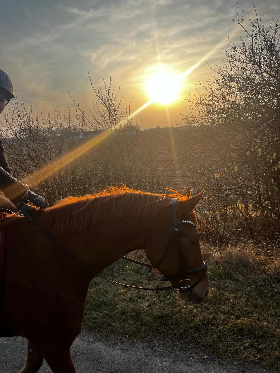 DSP Nørlunds Contino billede 4