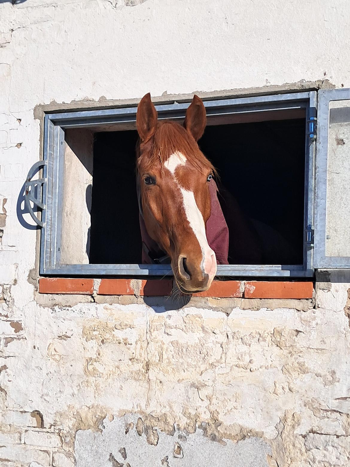 DSP Nørlunds Contino billede 5