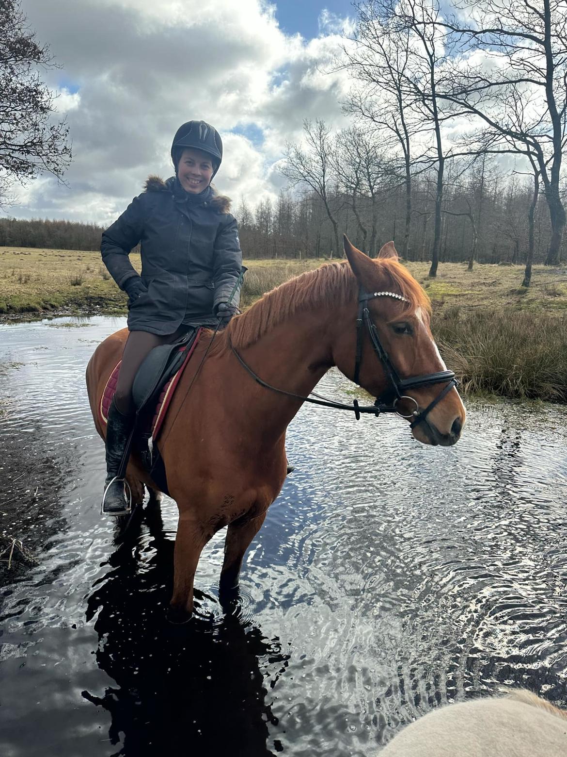 DSP Nørlunds Contino billede 2