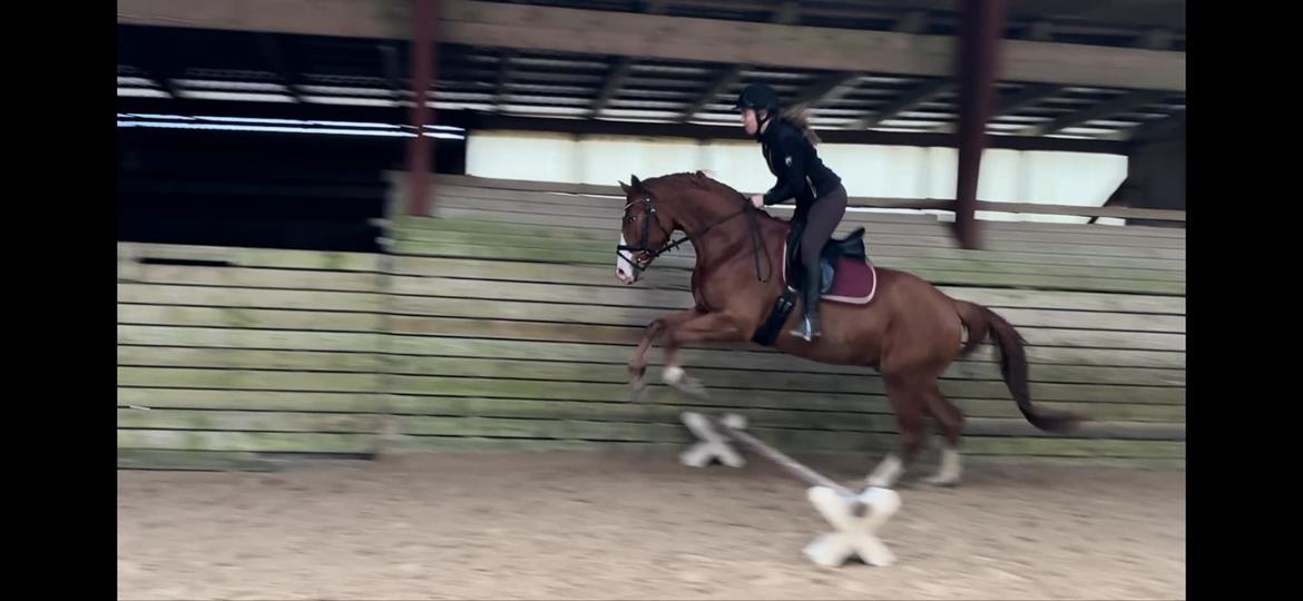 DSP Nørlunds Contino - Første gang han springer med rytter. billede 6