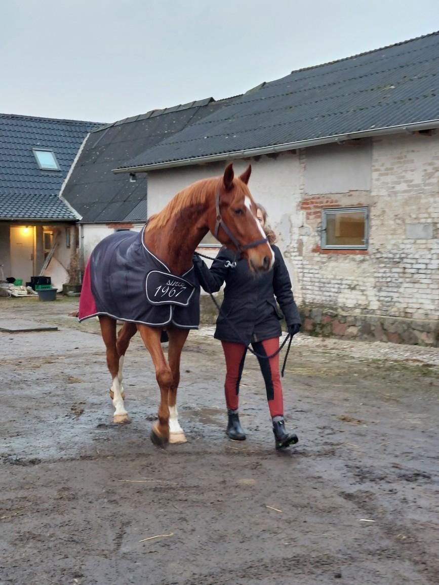 DSP Nørlunds Contino - Dagen jeg fik ham hjem. billede 8