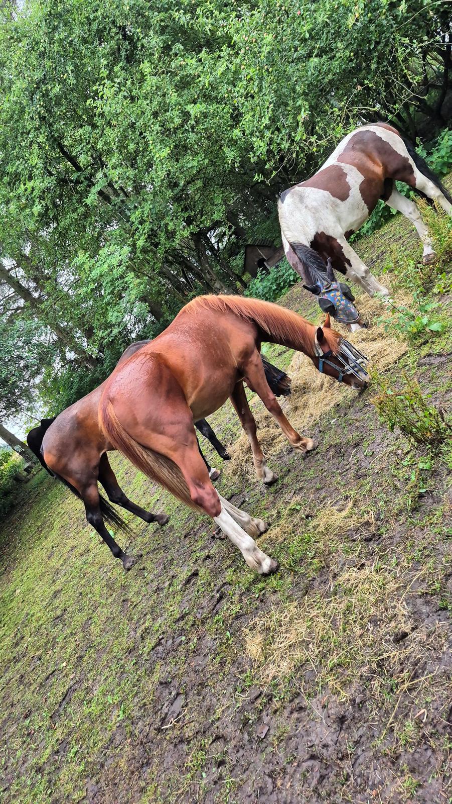 Oldenborg Whasti billede 27