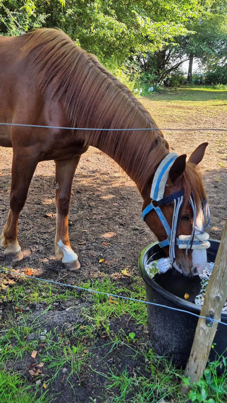 Oldenborg Whasti billede 28