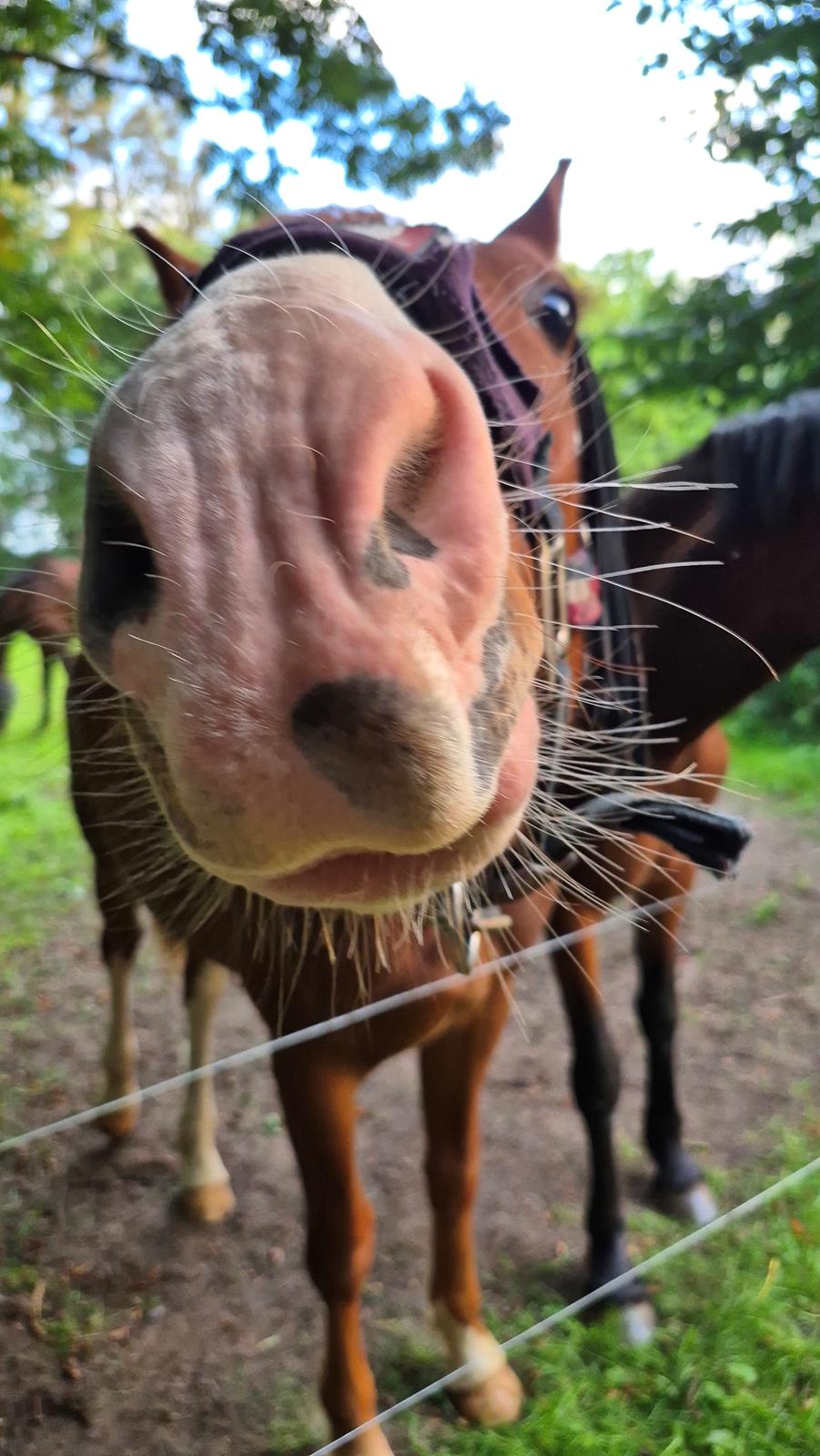 Oldenborg Whasti billede 30