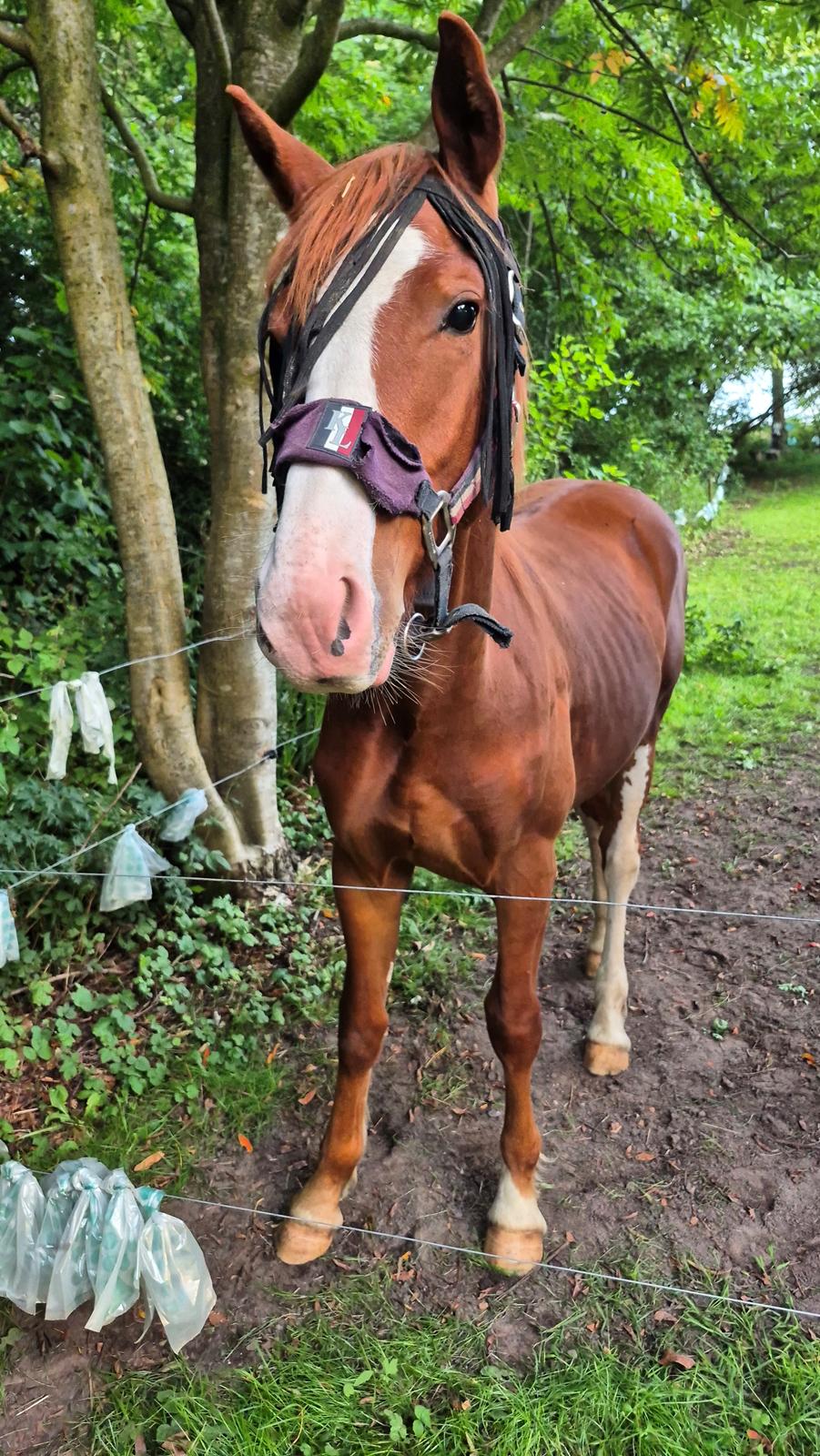 Oldenborg Whasti billede 31