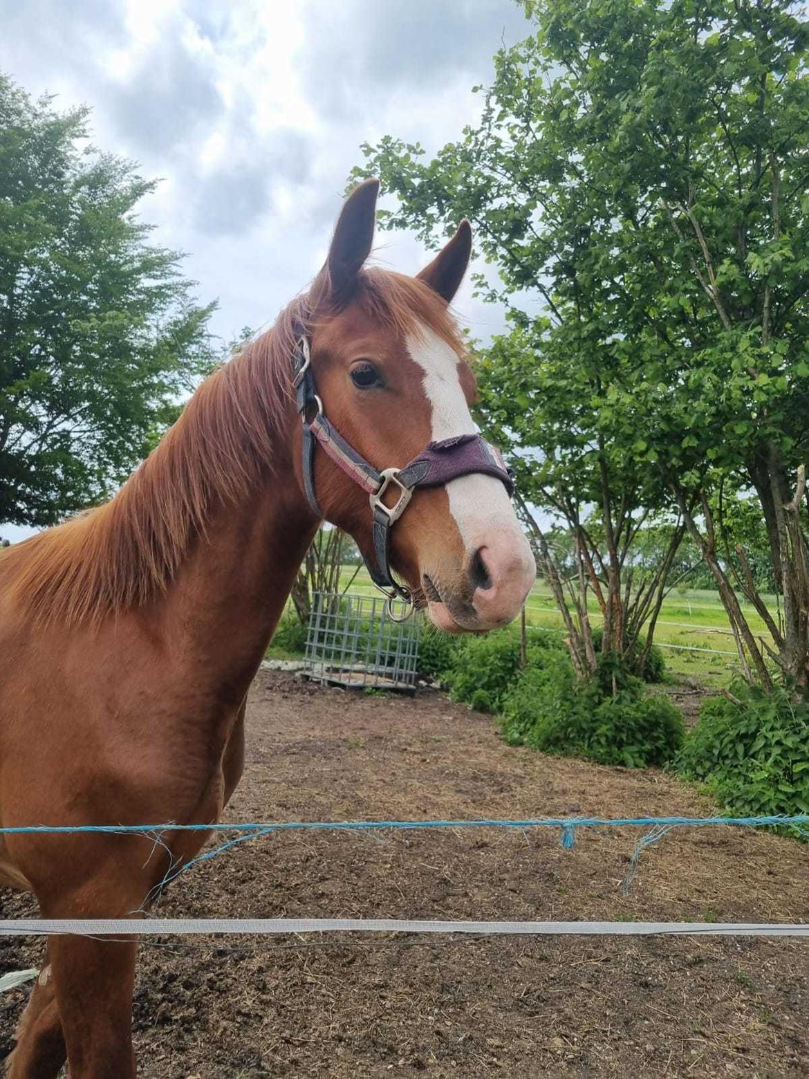 Oldenborg Whasti billede 32