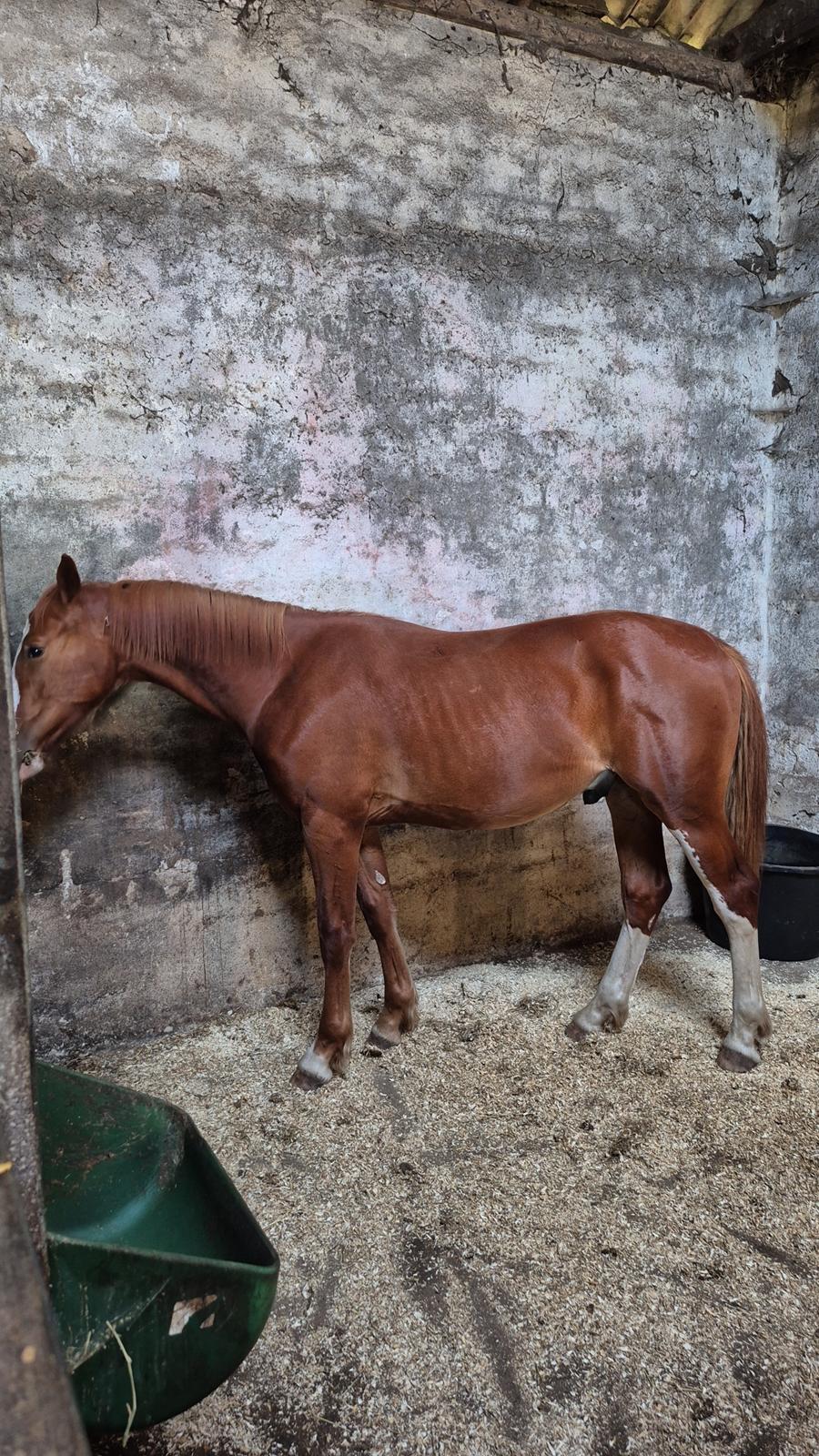 Oldenborg Whasti billede 29