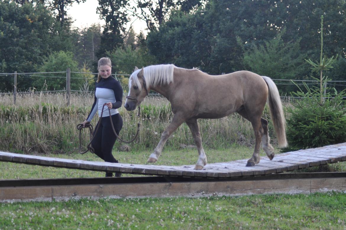 Welsh Pony af Cob-type (sec C) Harvest Nespresso billede 23