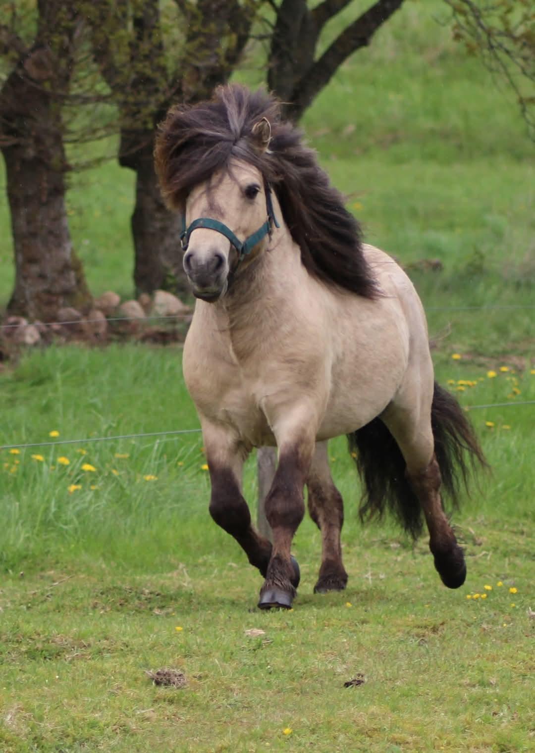 Shetlænder Winthers Logan SH 804 billede 1