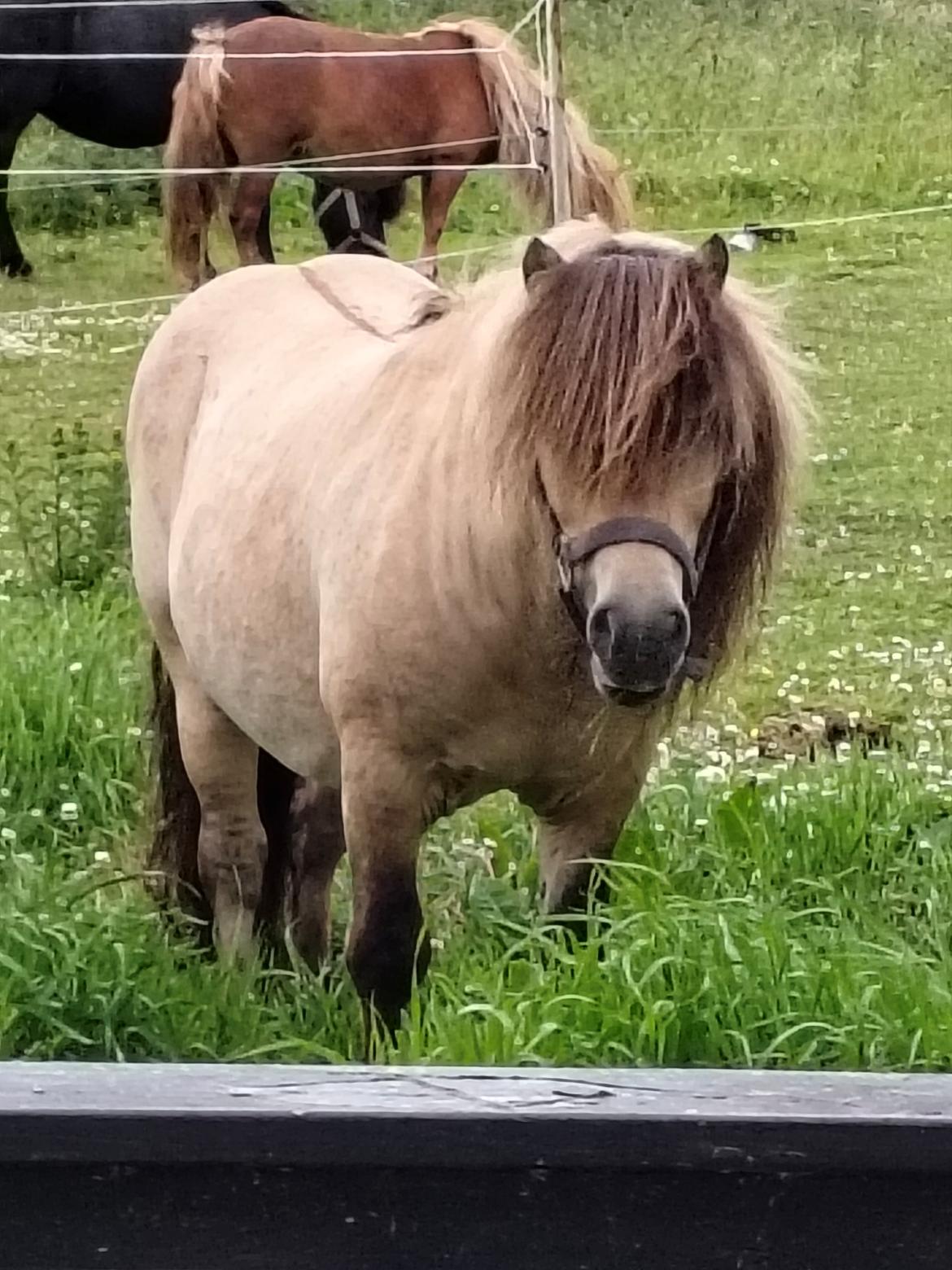 Shetlænder Winthers Logan SH 804 billede 3
